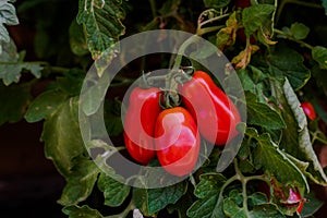 Red San Marzano tomatoes in garden in summer