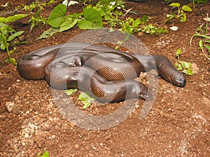 Red sand boa, Eryx johnii Non Venomous common snake, Saswad from Maharashtra, India