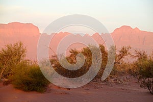 Red sand desert with bush in sunset light