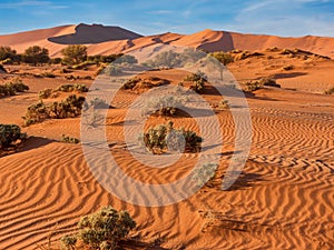 The red sand and desert vegetation of Sossusvlei, Namibia.