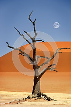 Red sand dune, Dead Vlei, Namibia