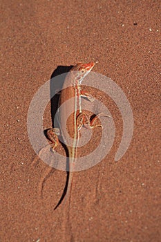 Red sand lizard