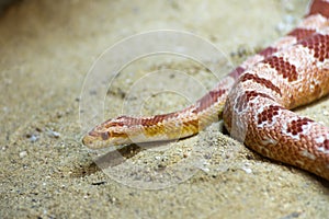 Red sand snake