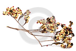 Red sandalwood tree, sandalwood tree, bead tree, coralwood tree or adenanthera pavonina fruits isolated on white background