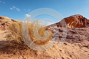 Red sandstone rocks formations with few dry shrubs or bushes in Wadi Rum also known as Valley of the Moon desert, Jordan