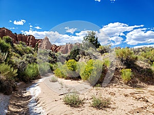 Red sandstone and yellow rabbitbrush at Kodachrome State Park in Utah photo