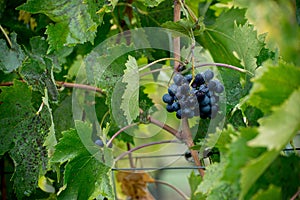 Red Sangiovese grape with water droplets photo