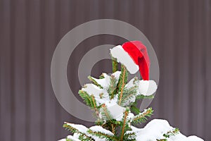 red santa hat on christmas tree with snow. hat hanging on winter fir tree covered with snow