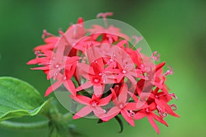 Red Santan Flower