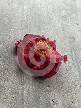 Red Sasanqua camellia flower on wood surface