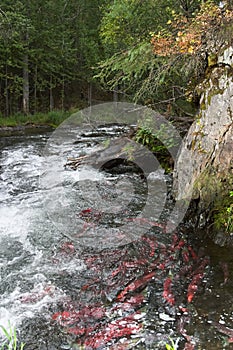 Red saukeye salmon swimming upstream