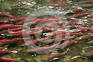 Red saukeye salmon on their annual spawning run