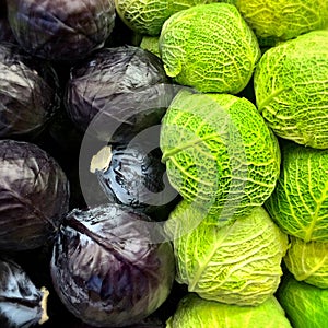 Red and savoy cabbage