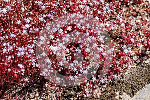 Red Saxifrage (Saxifraga) in Sardinia