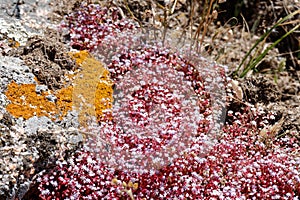 Red Saxifrage (Saxifraga) in Sardinia