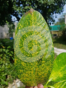 Red Scale insect injure on mangosteen fruit in Viet Nam