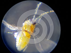 Red scale insect injured on guava fruit.