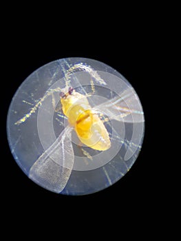 Red scale insect injured on guava fruit.