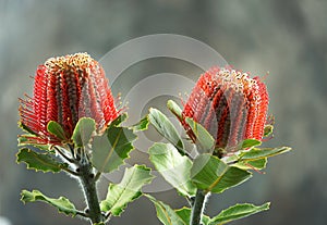 Red Scarlet Banksia, Australia native flowers on blur background