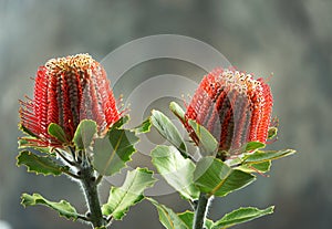 Red Scarlet Banksia, Australia native flowers on blur background photo