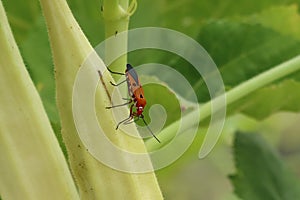 Red scarlet beetles in tropical forests perched on selective focus trees, good ecosystems.
