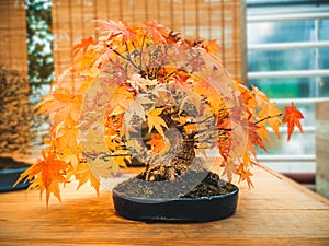 Red scarlet bonsai maple tree acer palmatum bonsai tree of trident maple in autumn