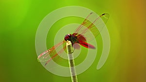 Red Scarlet Darter Dragonfly Insect Footage