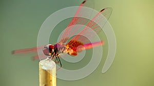 Red scarlet darter dragonfly insect footage close up