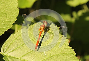 A red dragonfly closeup at a green leaf closeup in springtime