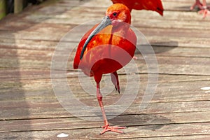 Red Scarlet Ibis photo