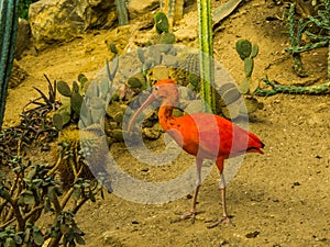 Red scarlet ibis walking in a desert, colorful and tropical bird from america and the caribbean, popular pet in aviculture