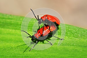 Red Scarlet Lily Beetle bug Lilioceris lilii leaf beetle