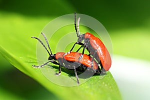 Red Scarlet Lily Beetle bug Lilioceris lilii leaf beetle