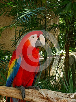 Red scarlet macaw bird in Mexico photo