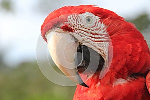 Red Scarlet Macaw close-up