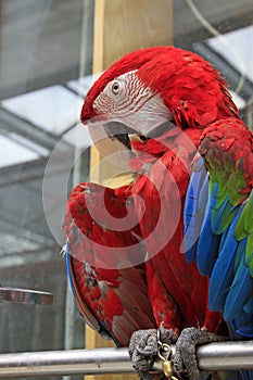 Red scarlet macaw in a zoo