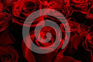 Red scarlet roses on a black background. Bouquet of roses