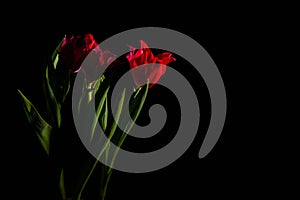 Red and scarlet tulips on a black background. Lots of space for text.