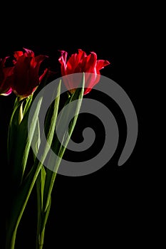 Red and scarlet tulips on a black background. Lots of space for text.