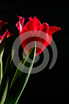 Red and scarlet tulips on a black background. Lots of space for text.