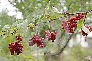 Red schisandra growing on branch in row. Ripe schizandra on liana in garden