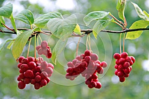 Red schisandra growing on branch in row. Ripe schizandra on liana in garden