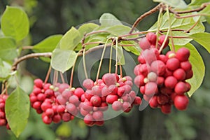 Red schisandra growing on branch in row. Ripe schizandra on liana in garden