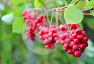 Red schisandra growing on branch in row. Ripe schizandra on liana in garden