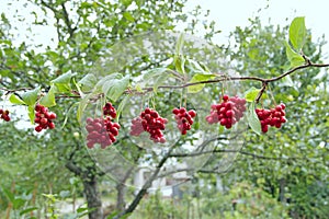 Red schisandra hanging in row. Bunches of ripe schizandra