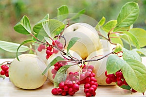 Red schisandra and white apples. Still life with ripe schizandra and apples