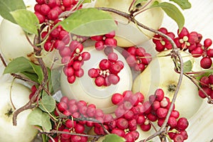 Red schisandra and white apples. Still life with ripe schizandra and apples