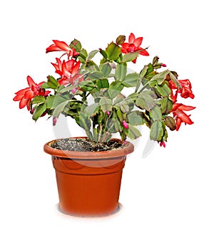 Red Schlumbergera truncata flowers in flowerpot