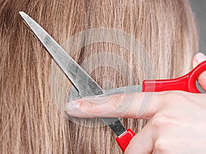 Red scissors on blonde hair. Close up.