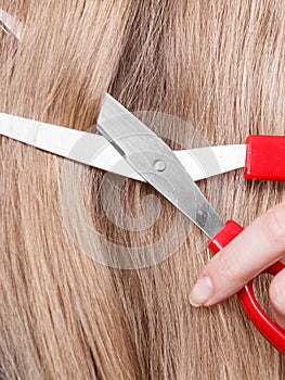 Red scissors on blonde hair. Close up.